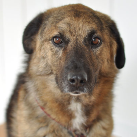 Hund des Agenturinhabers Christoph Kuschnereit