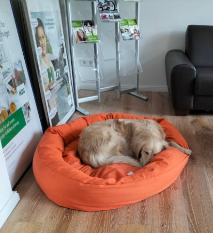 Agenturhund schläft in seinem Körbchen