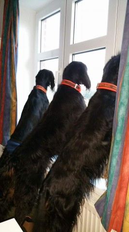 drei schwarze Hunde mit orangenen Halsbändern stehen an einem Fenster.