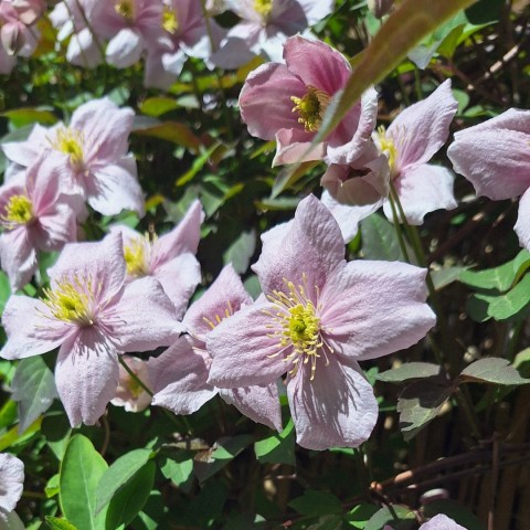rosa Blumen