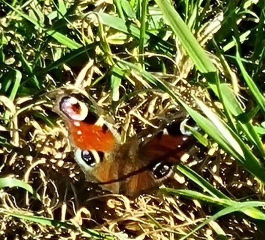 Bunter Schmetterling auf dem Gras
