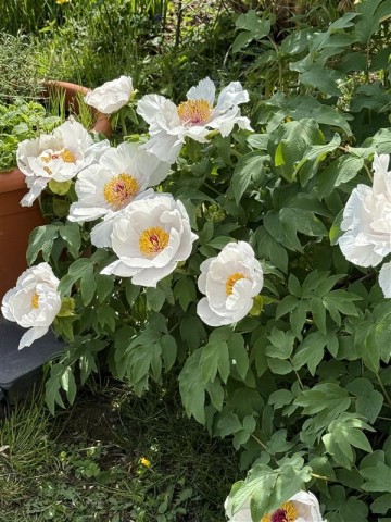 Weiß, gelbe Blumen im Garten