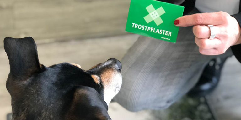 Hunde schaut auf eine Packung mit HDI Trstpflastern