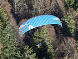 Gleitschirm Drachenflieger in blau. Dieser fliegt über einen braun, grünen Wald.