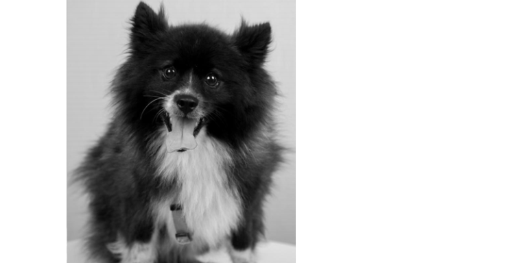Hund Oskar