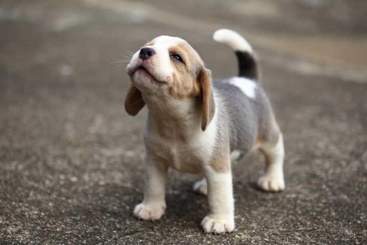 Hund auf der Straße