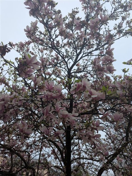 Baum mit rosa Blüten