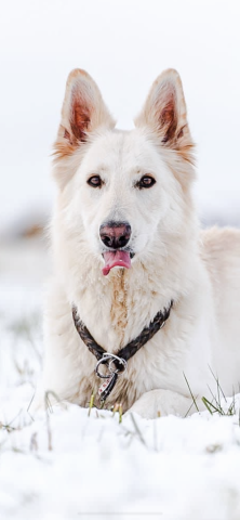 Hund weiss