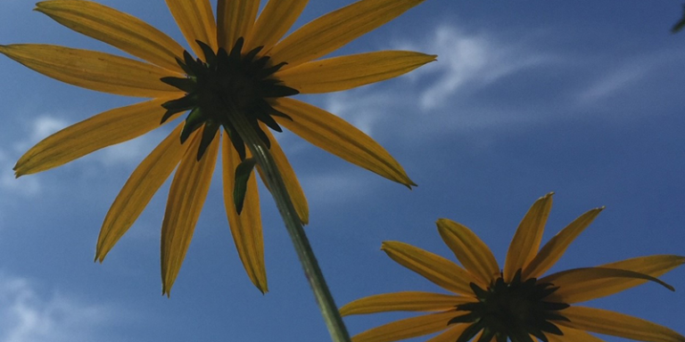 zwei Sonneblume, die aus der froschperspektive fotografiert worden sind, dadruch sieht man noch den blauen Himmel mit leichten weißen Wolken