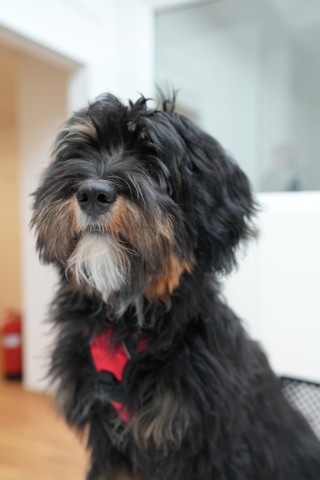Bürohund