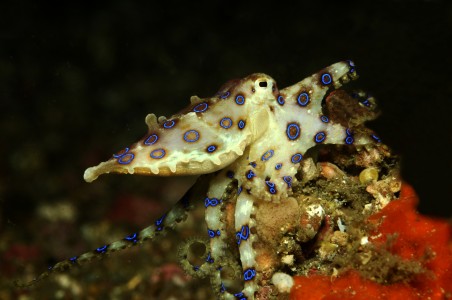 Oktopus