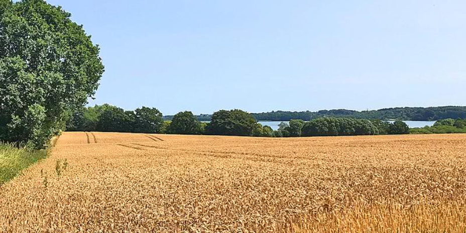 Weizenfeld mit grünen Bäumen