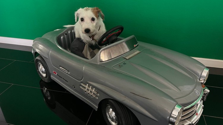 Hund_kfz_2