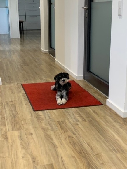 Unser Bürohund - Agentur Linck