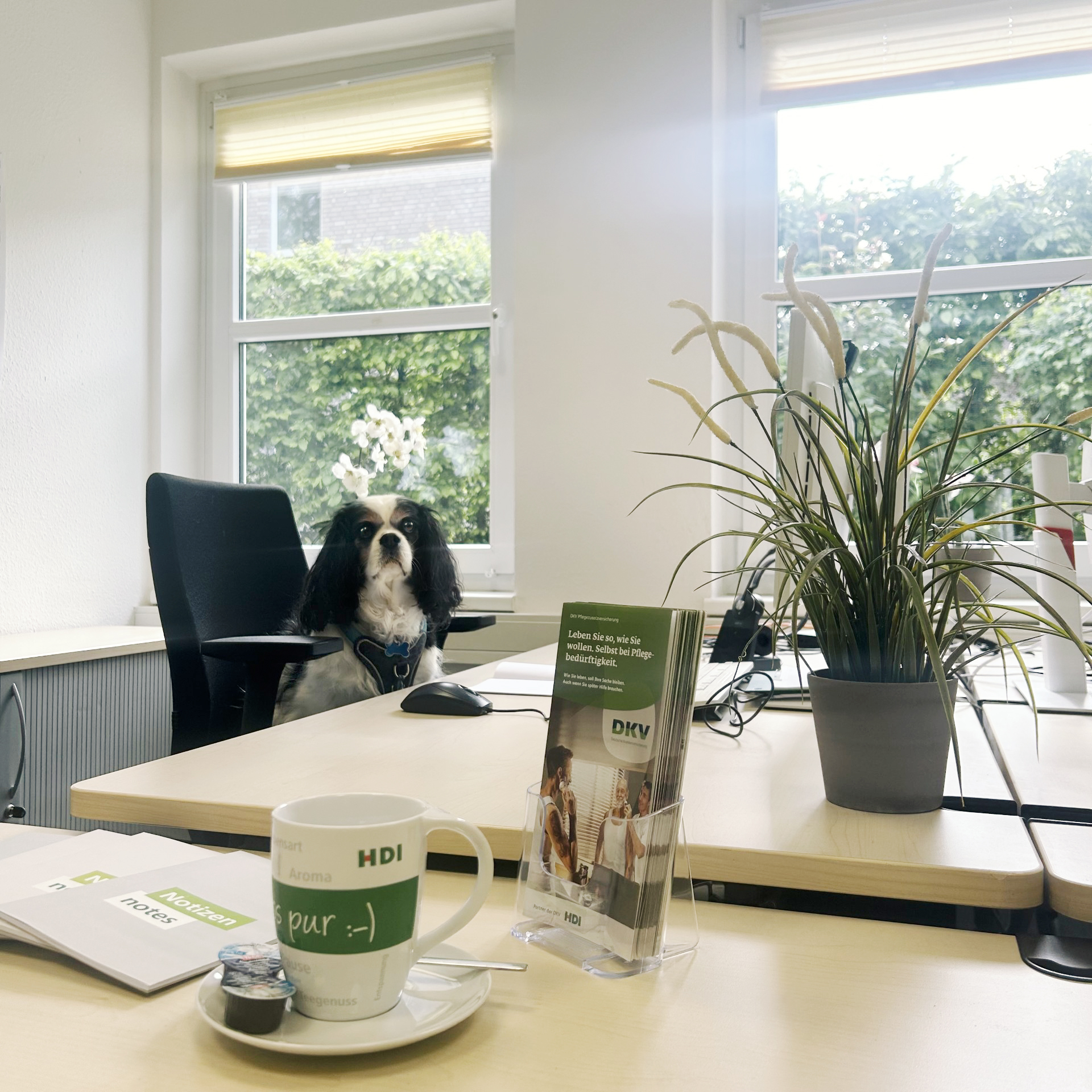 Berater Hund Leo