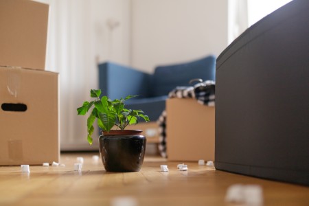 Wohnzimmer mit einem grauen modernen Sessel und einer Pflanze mit zahlreichen Umzugskartons