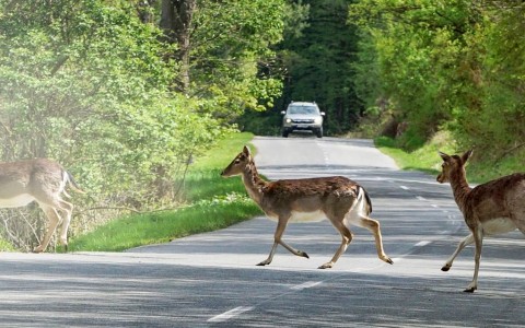 Blick aus der Frontscheibe eines Autos, wie sechs Rehe von rechts nach links über eine Landstraße im Wald springen, während von vorne uach ein Auto kommt