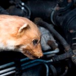 Was tun, wenn der Marder Ihr Auto beschädigt hat? 