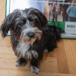 Bürohund Bailey