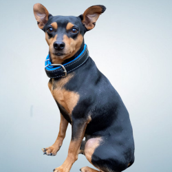 Bürohund Balu