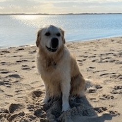 Goldi Balou