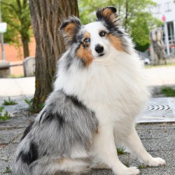 Bürohund Joker