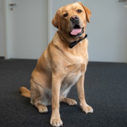 Bürohund Fiete