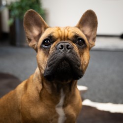 Barney (Bürohund)