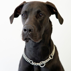 Agenturhund Apollo